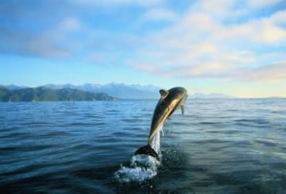 Un delfín Fitzroy en la costa de Kaikoura, en Nueva Zelanda.