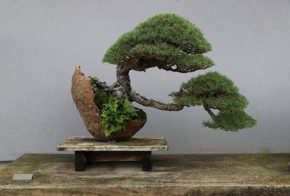 Ejemplar de 'Pinus sylvestris (L.)', pino silvestre o albar, diseñado por Luis Vallejo en 1989, inspiración para el logo del museo. Ha sido premiado internacionalmente en Japón, Alemania, Bélgica, Italia , Francia, Estados Unidos...