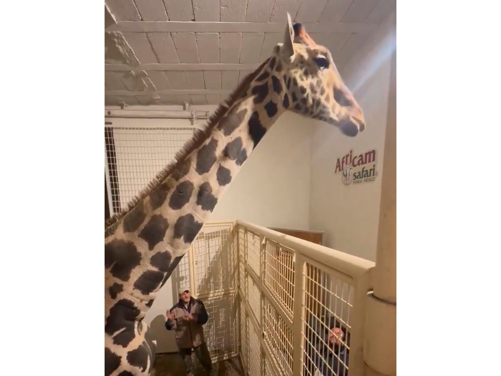 La jirafa Benito junto a Frank Carlos Camacho, en el Africam Safari, en una imagen compartida en redes sociales.