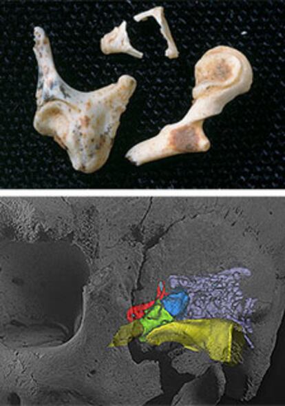Ejemplares de los huesecillos del oído -yunque, estribo y martillo- de homínidos de la Sima de los Huesos (Atapuerca) y reconstrucción en un cráneo.