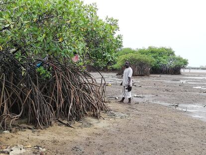 El pastor Davies recorre los remanentes del manglar en Cockle Bay, Freetown. Como resultado del hacinamiento, un número significativo de residentes dentro de Cockle Bay ha recurrido a la reclamación de tierras, ya que es una oportunidad para adquirirlas  de manera asequible. Esto ha ido expandiendo progresivamente el área de Cockle Bay en el ecosistema de manglares y humedales, especialmente durante los últimos 10 años.