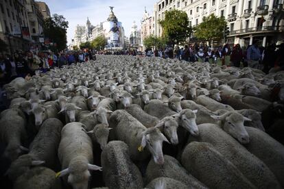 Alforjas al hombro y cayado en la mano, los mayorales abonaron al concejal del Distrito de Centro, Jorge García Castaño, el “precio” por el tránsito del ganado (50 maravedís por cada mil cabezas), según se estableció en la Concordia del 2 de marzo de 1418 entre los Hombres Buenos de la Mesta de los Pastores y los Procuradores del Consejo de la Villa de Madrid.