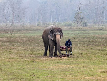 A mahout rests alongside an elephant in Chitwan National Park, which has been designated a UNESCO World Heritage Site, on December 31, 2023.