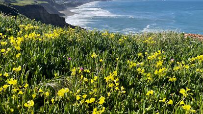 Overlooking the Pacific Ocean, flowers bloom in Mussel Rock Park in Daly City, Calif., Monday, April 1, 2024.