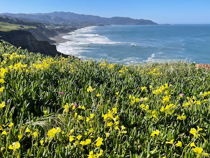 Overlooking the Pacific Ocean, flowers bloom in Mussel Rock Park in Daly City, Calif., Monday, April 1, 2024.