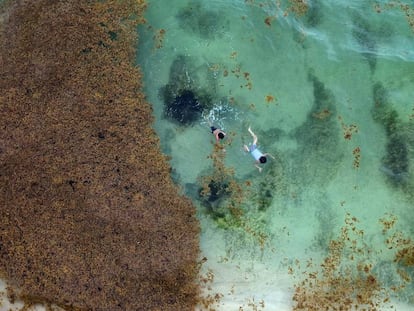 A alga que escurece a vida no Caribe mexicano