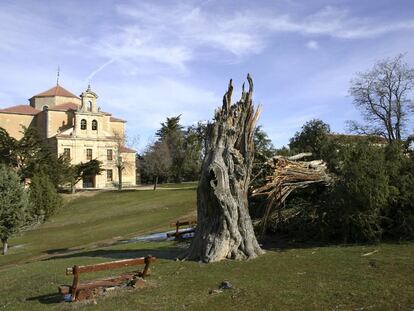 La gran sabina destrozada por el viento