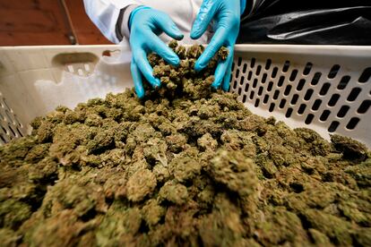 Dried hemp plants are sorted and trimmed at Hepworth Farms in Milton, N.Y.,