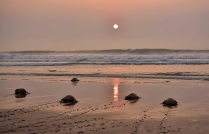 Olive Ridley Turtles (Lepidochelys olivacea) return to the sea after laying their eggs in the sand at Rushikulya Beach, some 140 kilometres (88 miles) south-west of Bhubaneswar, early February 16, 2017. 
Thousands of Olive Ridley sea turtles started to come ashore in the last few days from the Bay of Bengal to lay their eggs on the beach, which is one of the three mass nesting sites in the Indian coastal state of Orissa. / AFP PHOTO / ASIT KUMAR