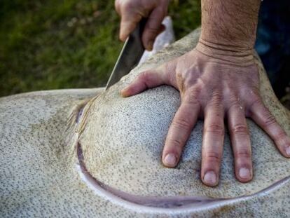 Secci&oacute;n de una pata de un cerdo en una matanza en Mallorca.