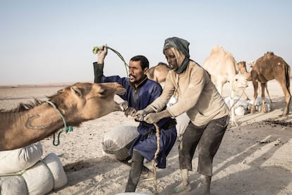 Dos hombres fuerzan a un camello para que se eche al suelo y poder cargarlo con sacos de sal en Tichit el pasado 28 de enero de 2020. El fotógrafo de AFP John Wessels fotografió Tichit durante una semana en enero para retratar cómo ha quedado este enclave histórico en la actualidad. Tichit fue una próspera encrucijada en la ruta transahariana de las caravanas entre los siglos XI y XIX donde los comerciantes que llevaban oro, sal y tela se detenían en la cuenca del río Níger para dar de beber a sus camellos en el camino a Tombuctú.