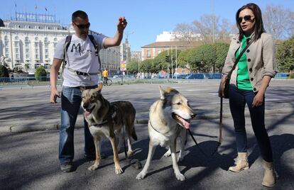 Dos personas acuden a la manifestaci&oacute;n en favor del Lobo con sus Perros Lobos Checos en el paseo del Prado. 
