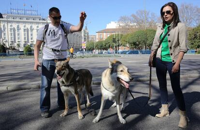 Dos personas acuden a la manifestación en favor del Lobo con sus Perros Lobos Checos en el paseo del Prado.