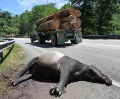Tapir atropellado en una carretera del norte de la pen&iacute;nsula malaya.