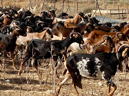 Cabras payoyas, en el entorno de Crestellinas.