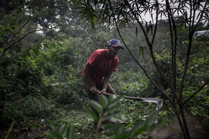 Agricultores começaram a cultivar suas roças, enquanto esperam que imbróglio com a Vale seja decidido. Querem, com isso, mostrar que a área é produtiva.