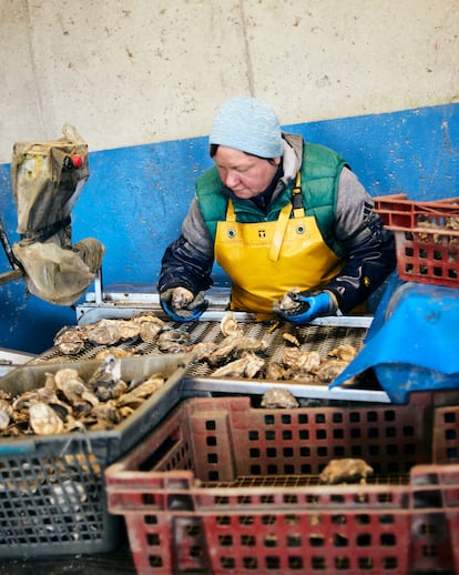 Oskana, trabajadora ucrania de la Ferme Marine, en pleno proceso de selección de ostras durante la clasificación por peso.