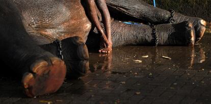 Un cuidador lava a un elefante cerca de una fuente en la colina de la antigua capital de Kandy, a 116 km de Colombo (Sri Lanka).