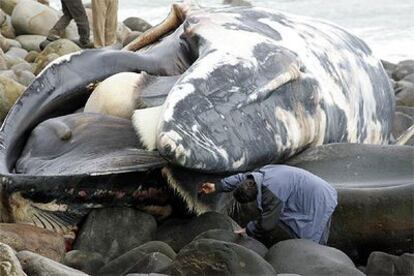 Un hombre analiza la boca del roncal, la segunda especie mayor en tamaño tras la ballena azul, en cabo Matxitxako.