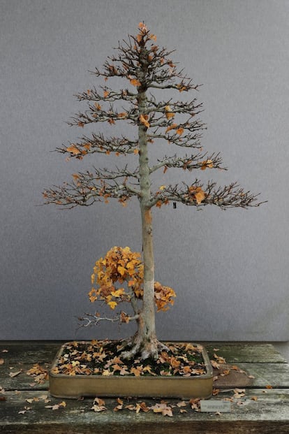 Un ejemplar de 'Acer buergerianum (Miq)', arce de tres puntas. Estilo vertical formal con dos troncos.