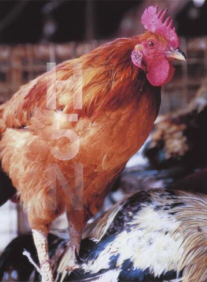 Los animales están profusamente representados en las obras maestras del Prado. Las pinturas española y holandesa los muestran como príncipes o como alimentos. Este gallo retratado en el mercado de Damasco porta las iniciales H5N1, las siglas del virus de la gripe aviar.