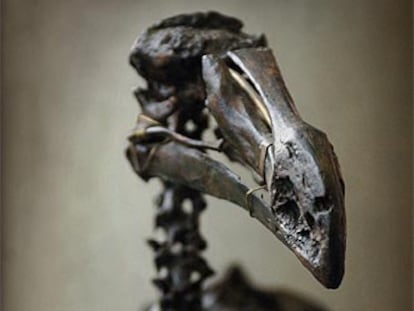 Réplica del esqueleto de un dodo.