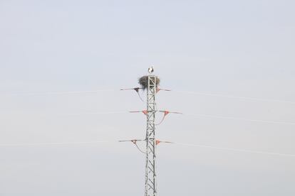 Una cigüeña sobre una torre eléctrica en Gimenells.