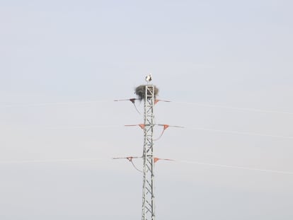 Una cigüeña sobre una torre eléctrica en Gimenells.