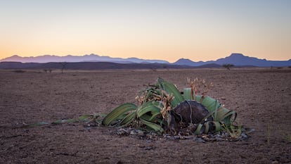 El entorno árido donde vive esta extraña planta.