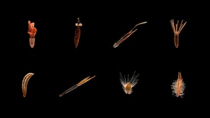 Seeds & Tales