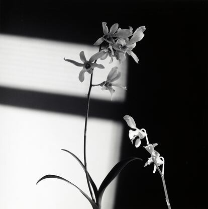 'Flowers', 1986.