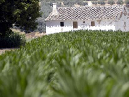 Un campo de ma&iacute;z de Andaluc&iacute;a.