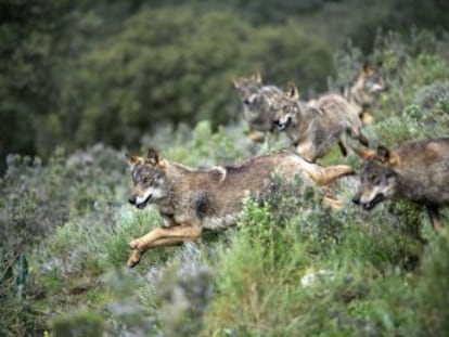 Los expertos creen que la persecución de lobos, buitres o abejarucos no soluciona los males de la industria