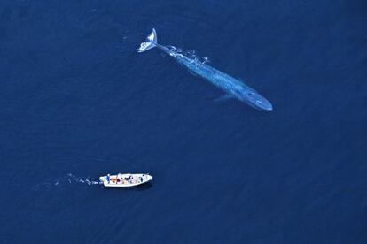 Una ballena azul en las aguas del mar de Cort&eacute;s, frente a la pen&iacute;nsula de Baja California (M&eacute;xico).