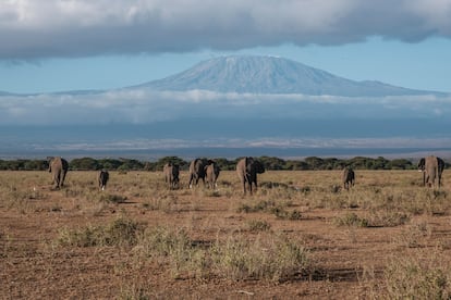 elefantes Kenia