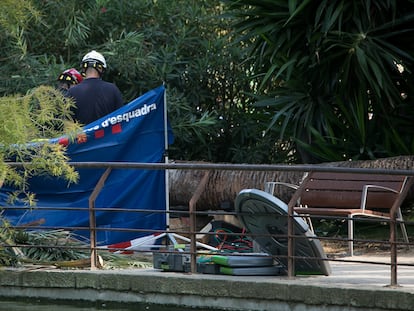 Lugar donde se partió una palmera del parque de la Ciutadella de Barcelona y mató a un hombre.