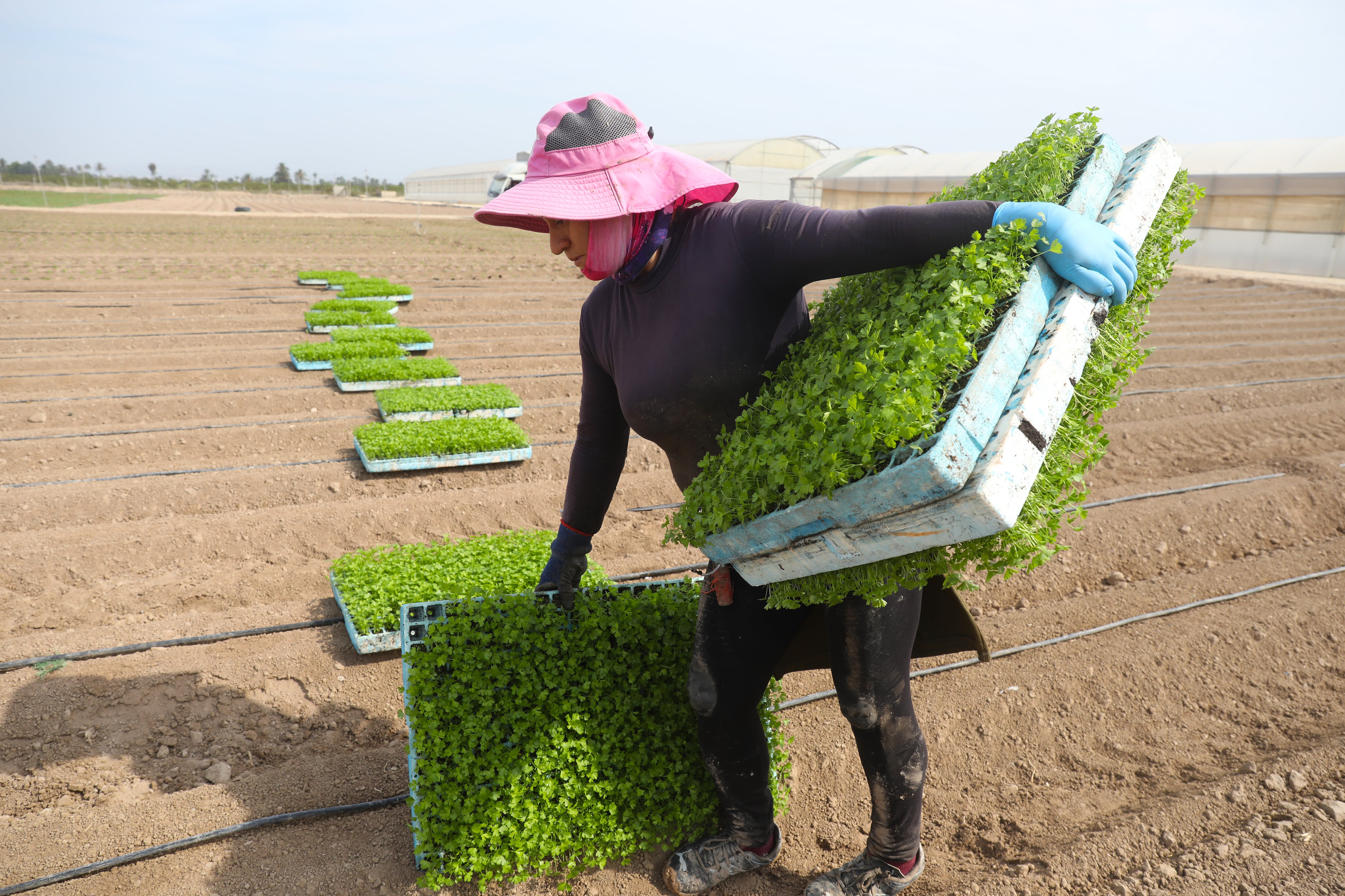 La menguante fuerza laboral del campo, un síntoma del cambio productivo español