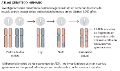 Fuente: Atlas Genético Humano (UCL, Universidad de Oxford Instituto Max Planck).