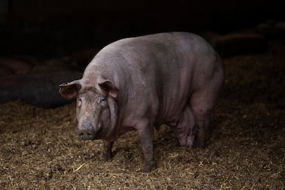 Cal Rovira es una granja con sesenta madres de cerdo.