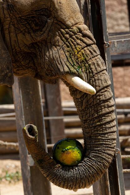 Uno de los tres elefantes disfruta de una de las sandías congeladas que les dan sus cuidadores.