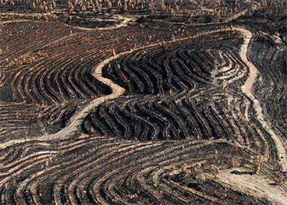 Vista aérea de una zona afectada por el incendio iniciado en Minas de Riotinto el pasado 27 de julio.