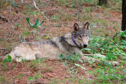 In this February 2021, photo released by California Department of Fish and Wildlife, shows a gray wolf (OR-93) near Yosemite, Calif.