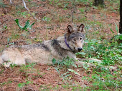 In this February 2021, photo released by California Department of Fish and Wildlife, shows a gray wolf (OR-93) near Yosemite, Calif.