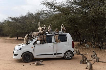 Monos subidos a un vehículo en las cercanías de Ahmedabad (India).