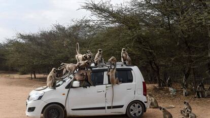 Monos subidos a un vehículo en las cercanías de Ahmedabad (India).