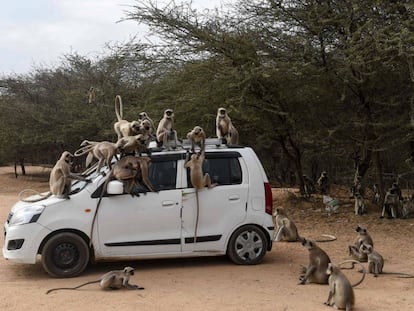 Monos subidos a un vehículo en las cercanías de Ahmedabad (India).