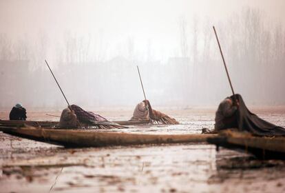 Varios pescadores de Cachemira pescan en las aguas del lago Anchar, en Srinagar (India).