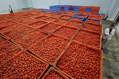 La empresa Frutas y Verduras Massanassa preparó más de 100.000 kilos de tomates en sus almacenes para la Tomatina de 2024.