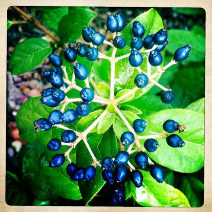 Bayas de durillo. 'Viburnum tinus'. Es un arbusto de hoja perenne, con una altura de 2 a 4 metros.