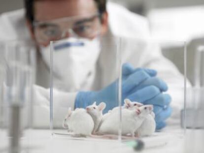 El gigante de Internet busca a 10.000  ratones de laboratorio  humanos para construir un revolucionario proyecto